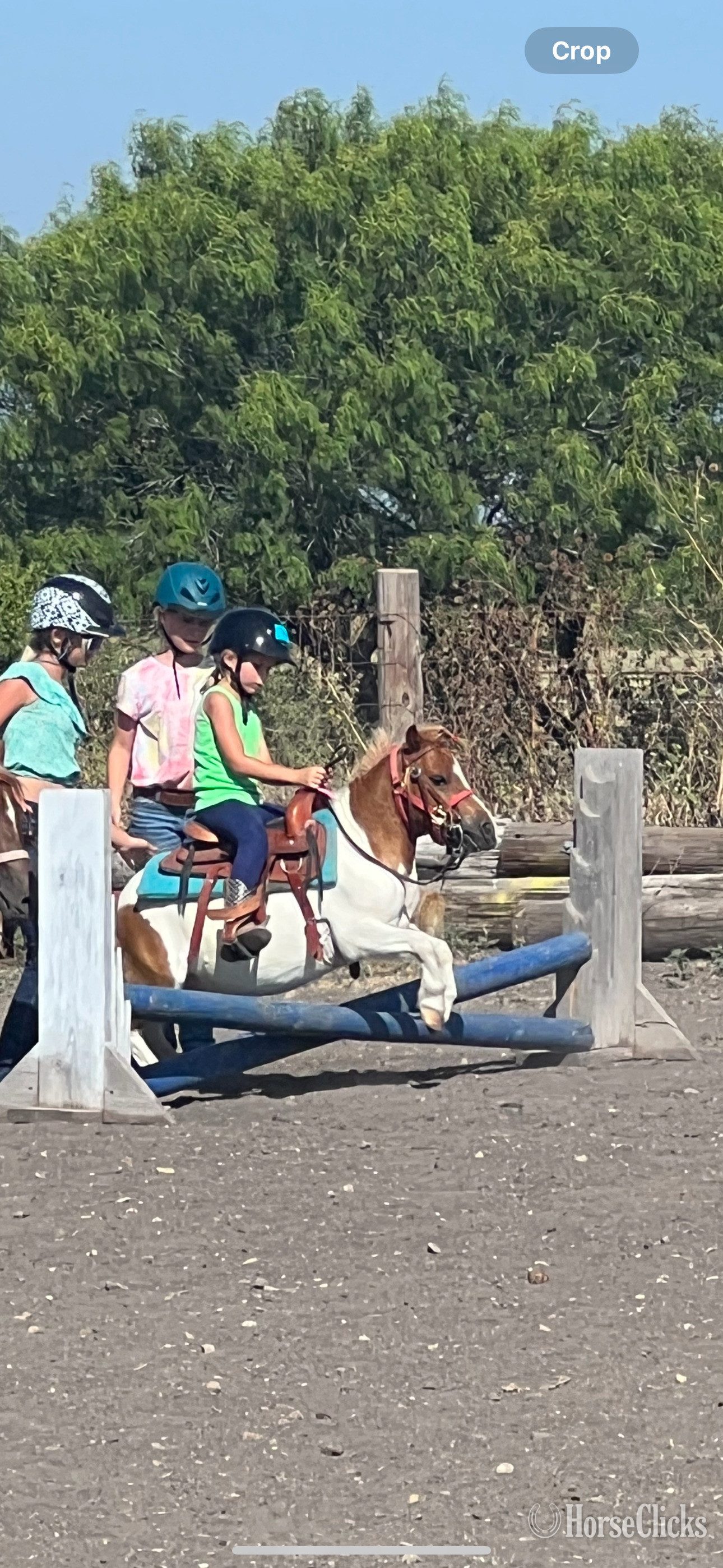 "Spanky" Pinto Gelding Pony Texas