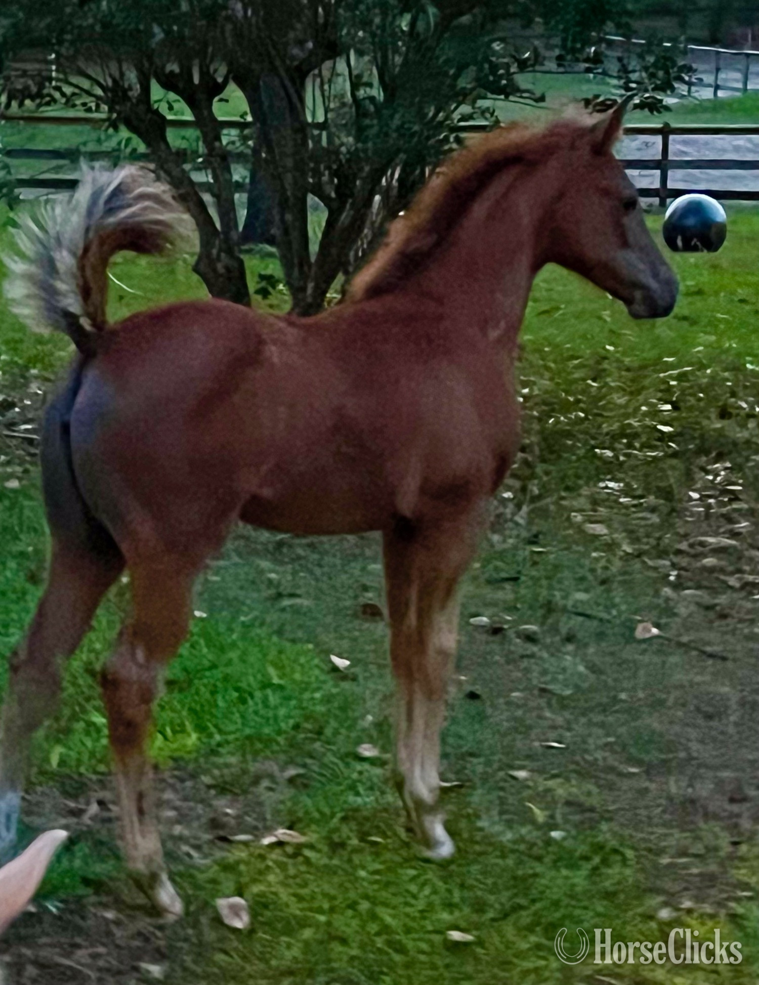 "METALLIC MSKITTY CAT" Grey Filly Quarter Horse