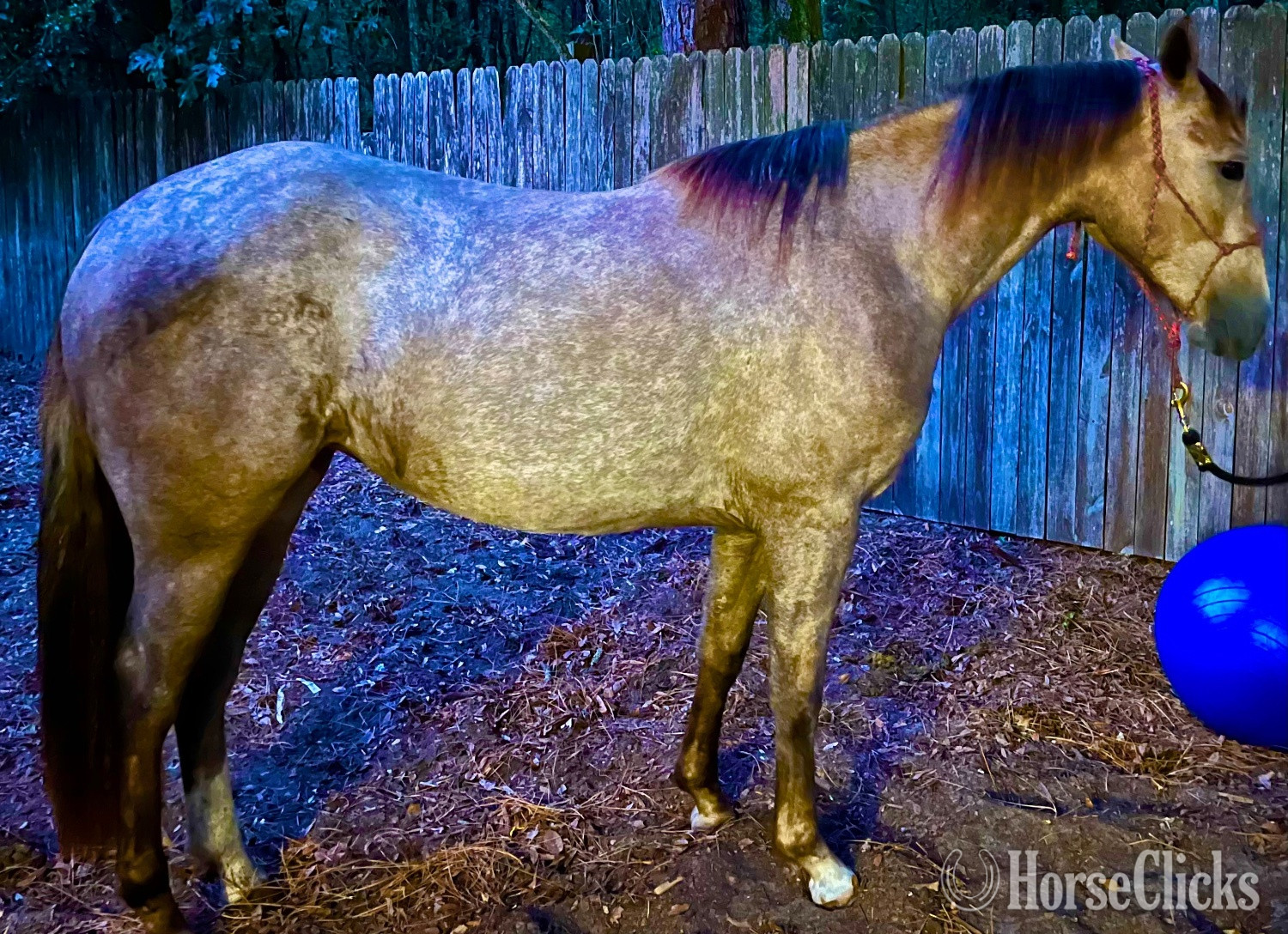 "METALLIC MSKITTY CAT" Grey Filly Quarter Horse in Florida