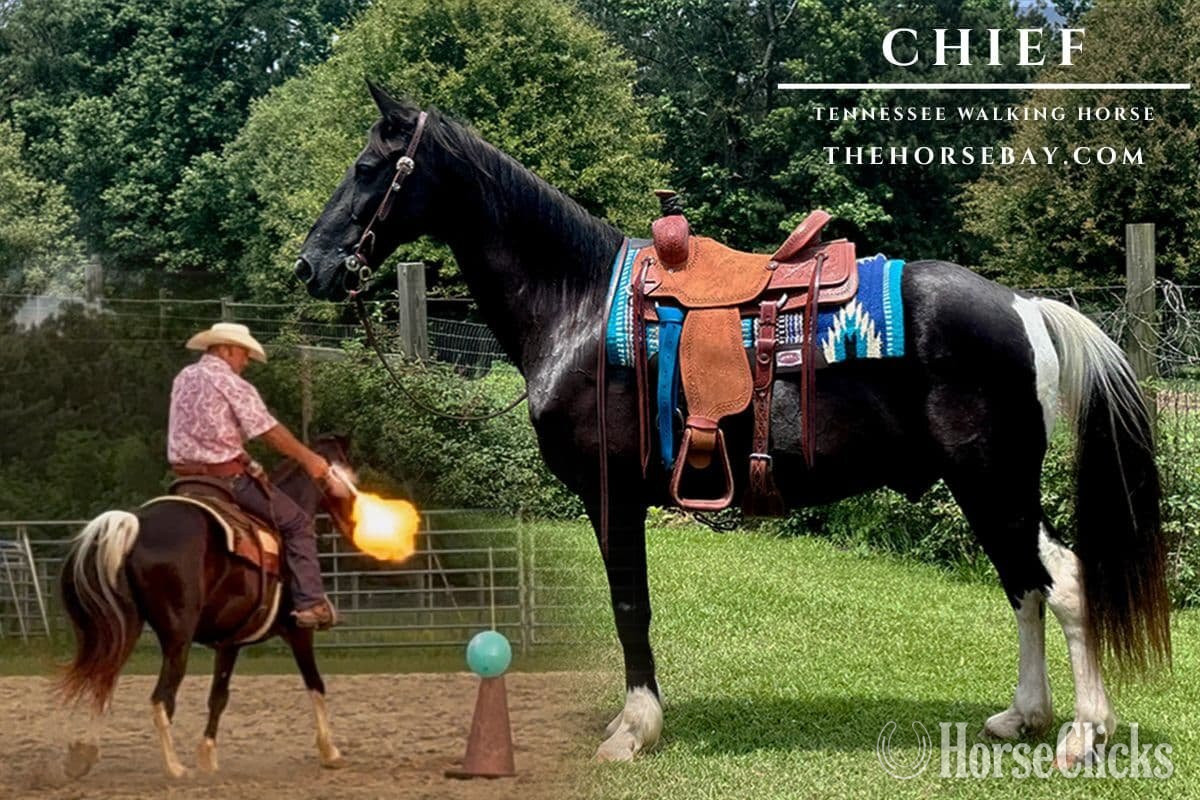"Chief" Black Gelding Tennessee Walker in Louisiana