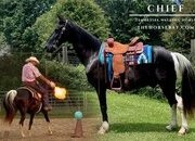 "Chief" Black Gelding Tennessee Walker