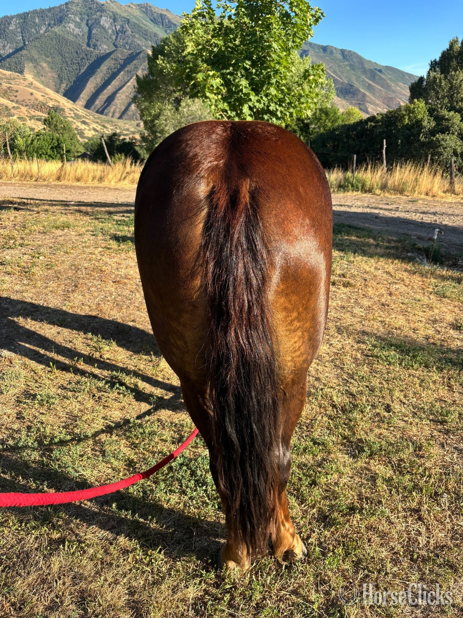 "Twilight" Sorrel Mare Missouri Fox Trotter