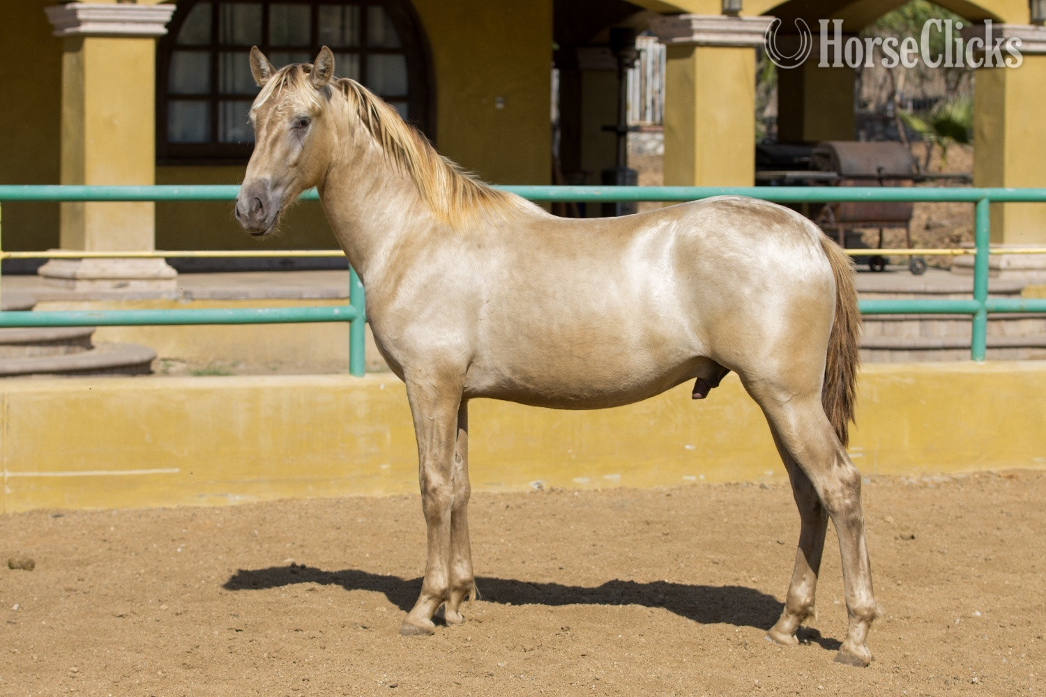 "SELECTO SC" Champagne Colt Andalusian in California