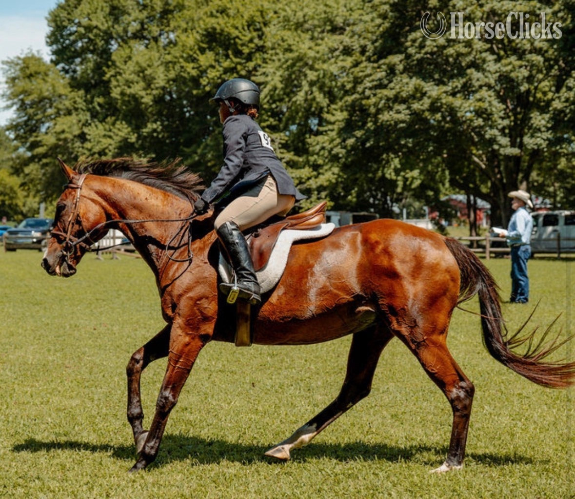"Joyce’s Choice" Bay Mare Thoroughbred in Maryland