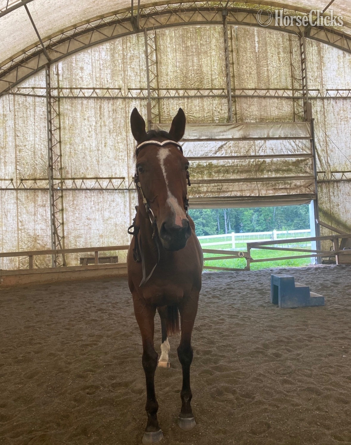 "Joyce’s Choice" Bay Mare Thoroughbred