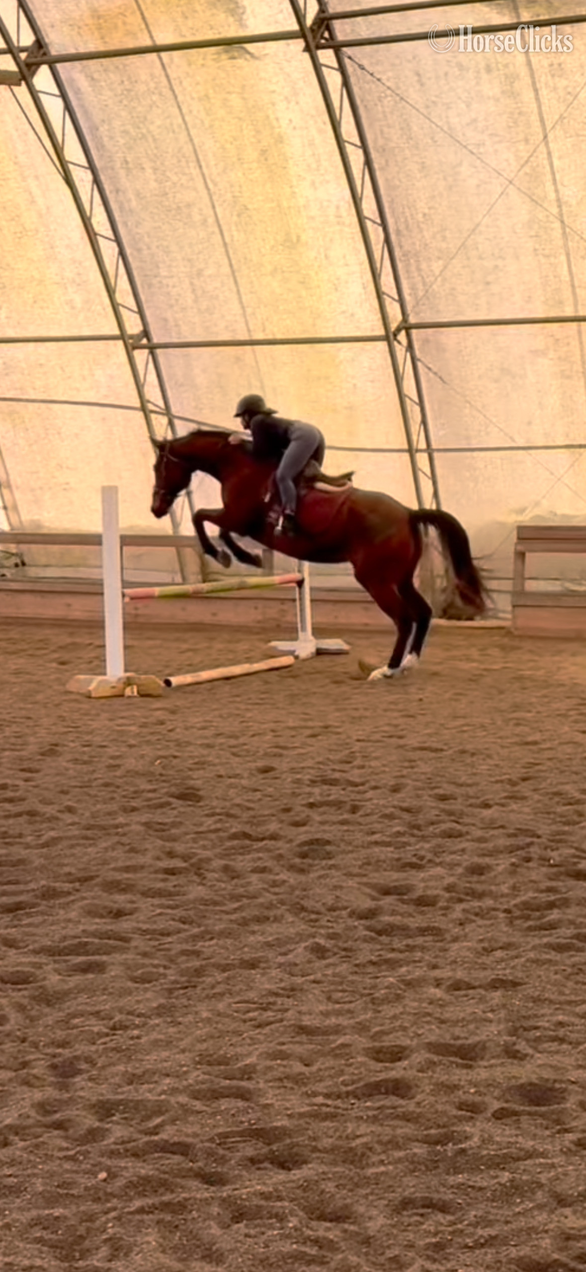 Maryland "Joyce’s Choice" Bay Mare Thoroughbred