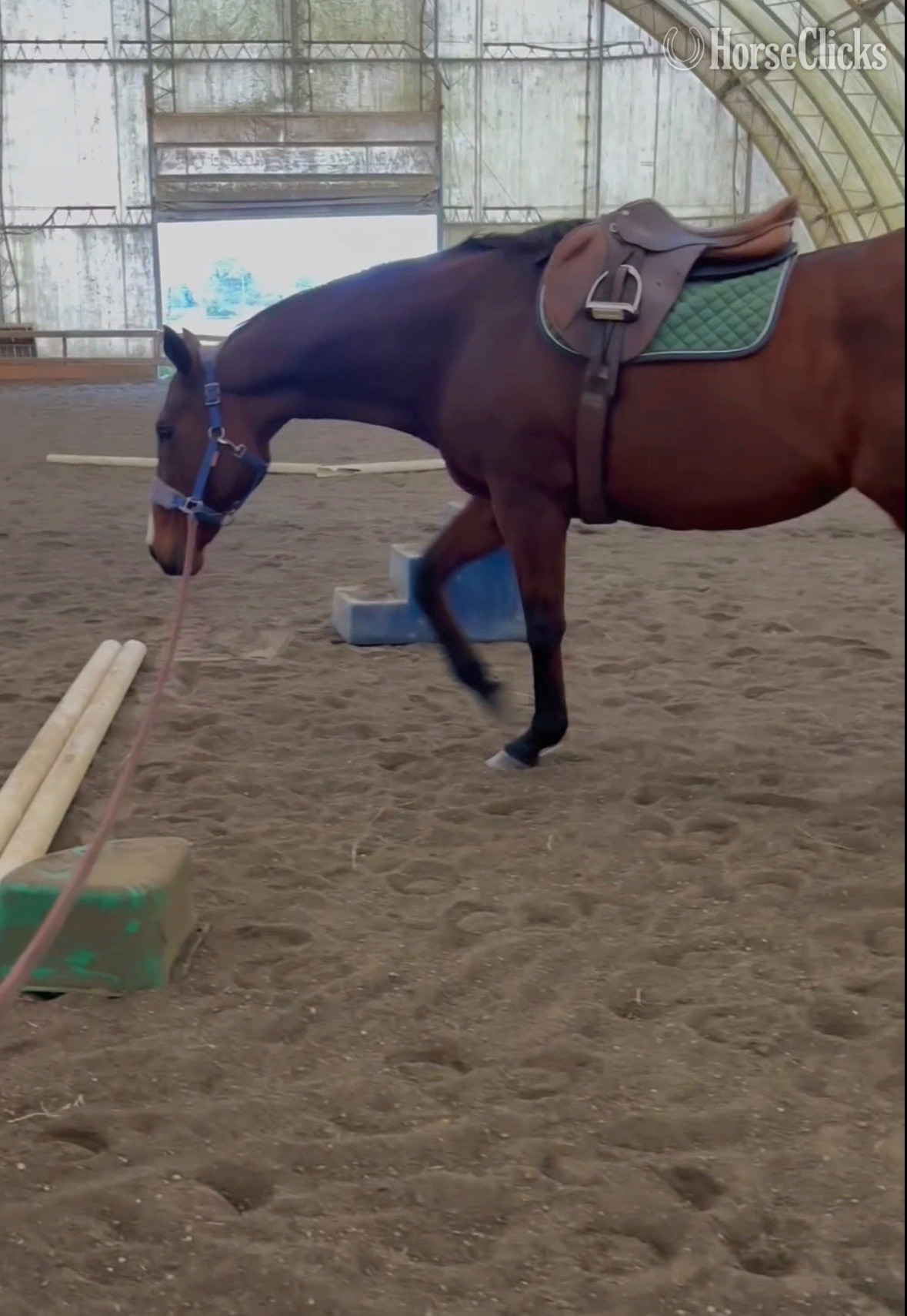 "Joyce’s Choice" Bay Mare Thoroughbred - Thoroughbred in Maryland