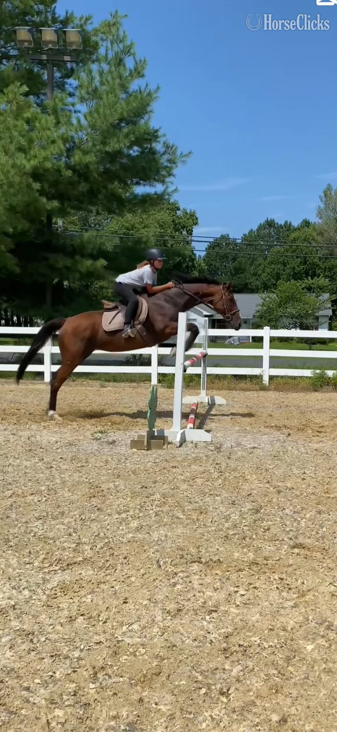 "Joyce’s Choice" Bay Mare Thoroughbred - Thoroughbred