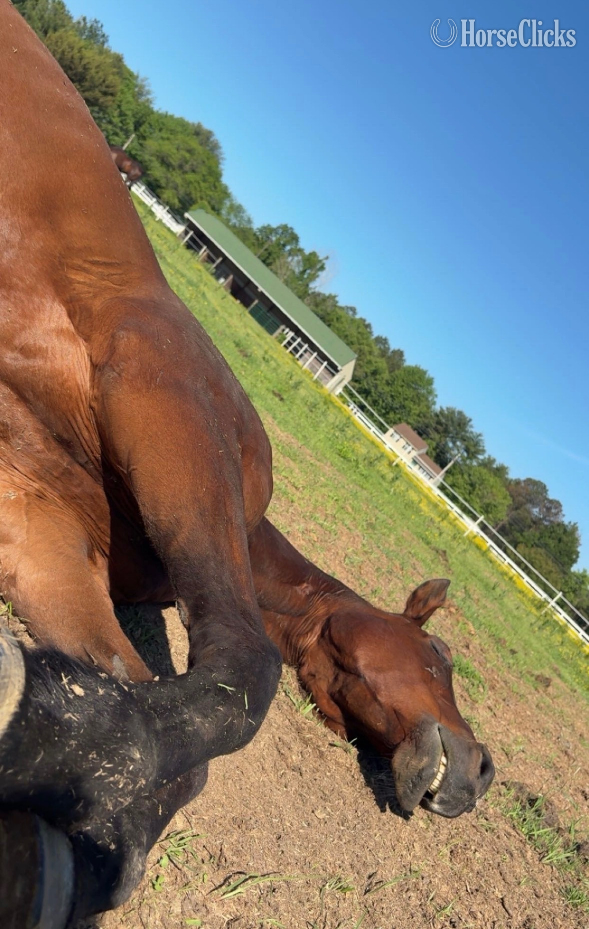 "Joyce’s Choice" Bay Mare Thoroughbred Maryland