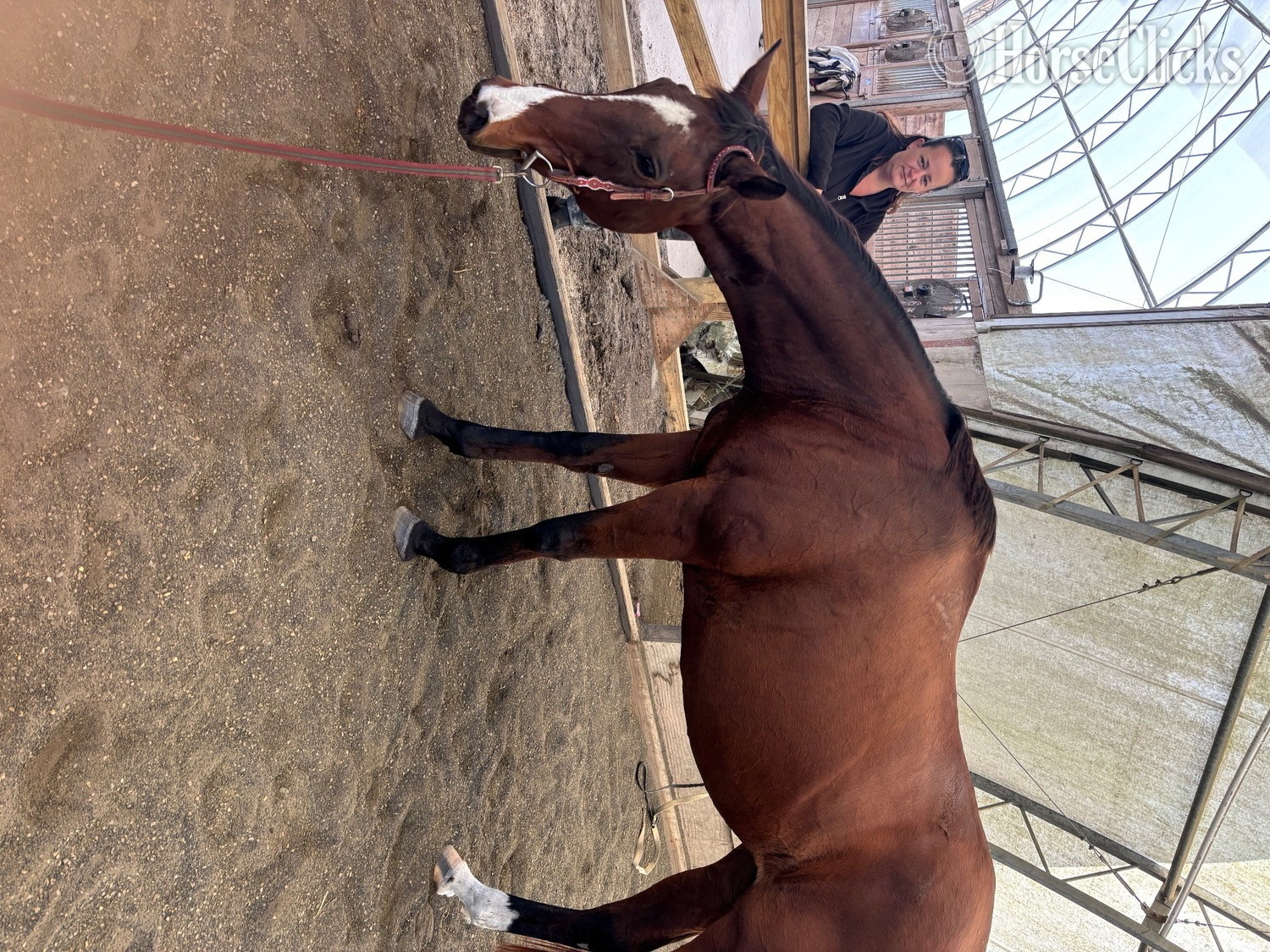 Thoroughbred - "Joyce’s Choice" Bay Mare Thoroughbred in Maryland