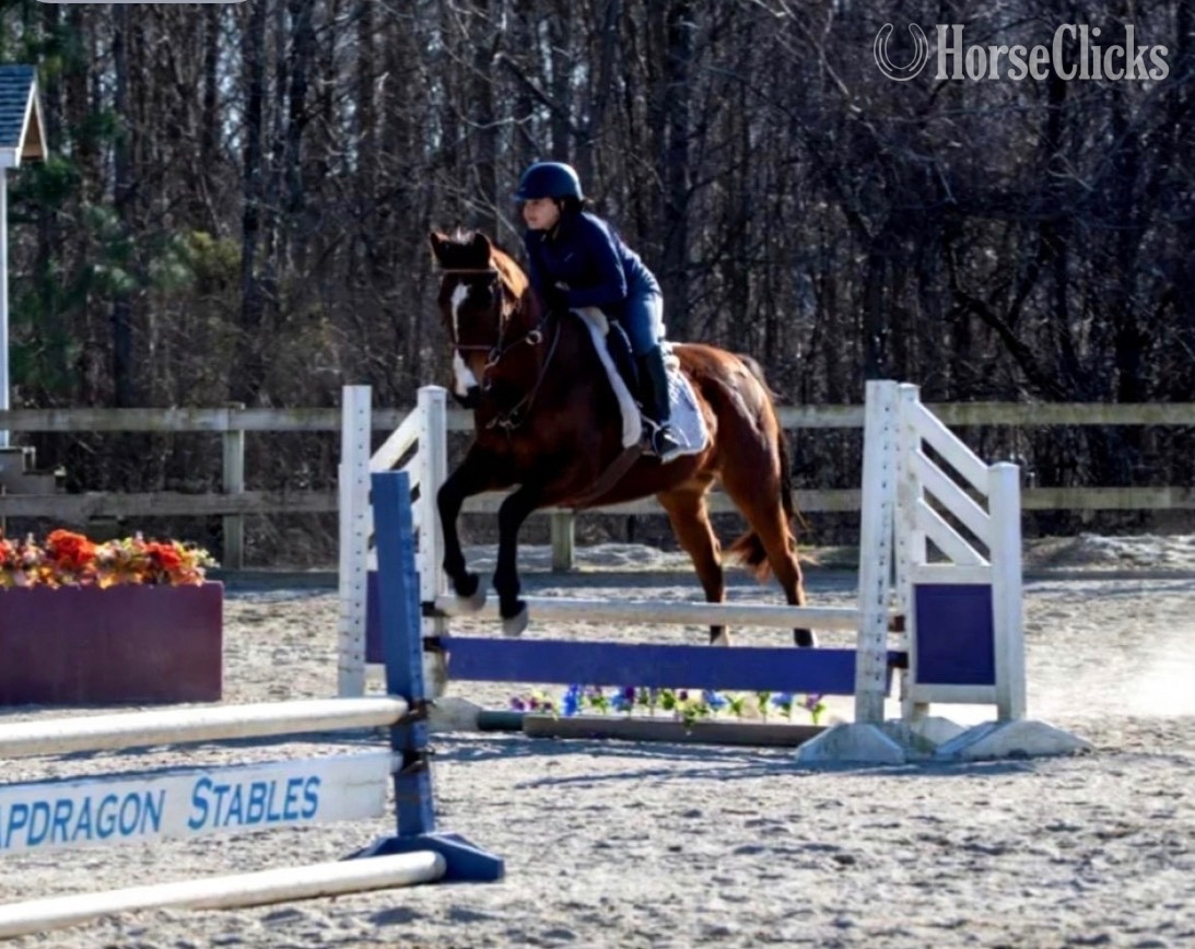 Thoroughbred - "Joyce’s Choice" Bay Mare Thoroughbred