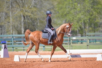 "Avatar Moon Storm" Chestnut Gelding Arabian