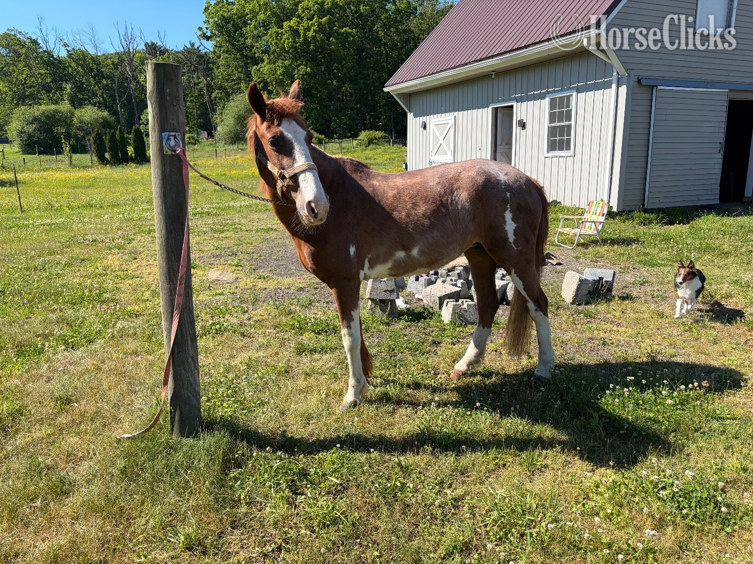 "Molly" Red Roan Mare Other Breed in Pennsylvania