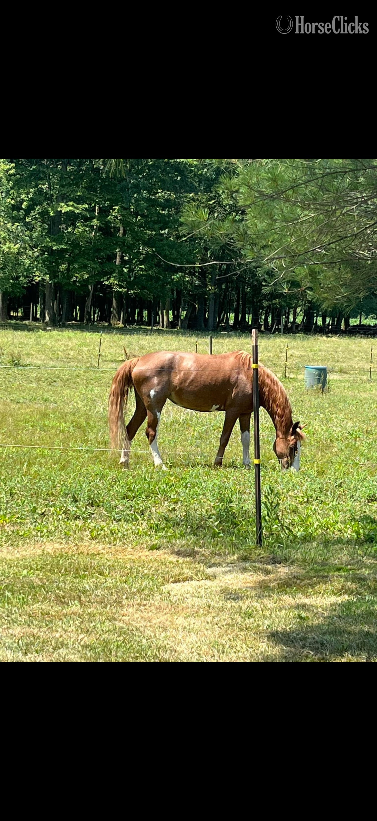 "Molly" Red Roan Mare Other Breed