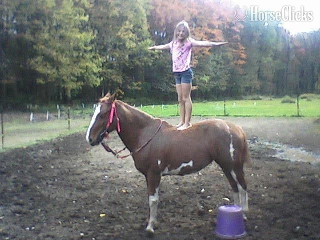 "Molly" Red Roan Mare Other Breed - Other Breed in Pennsylvania