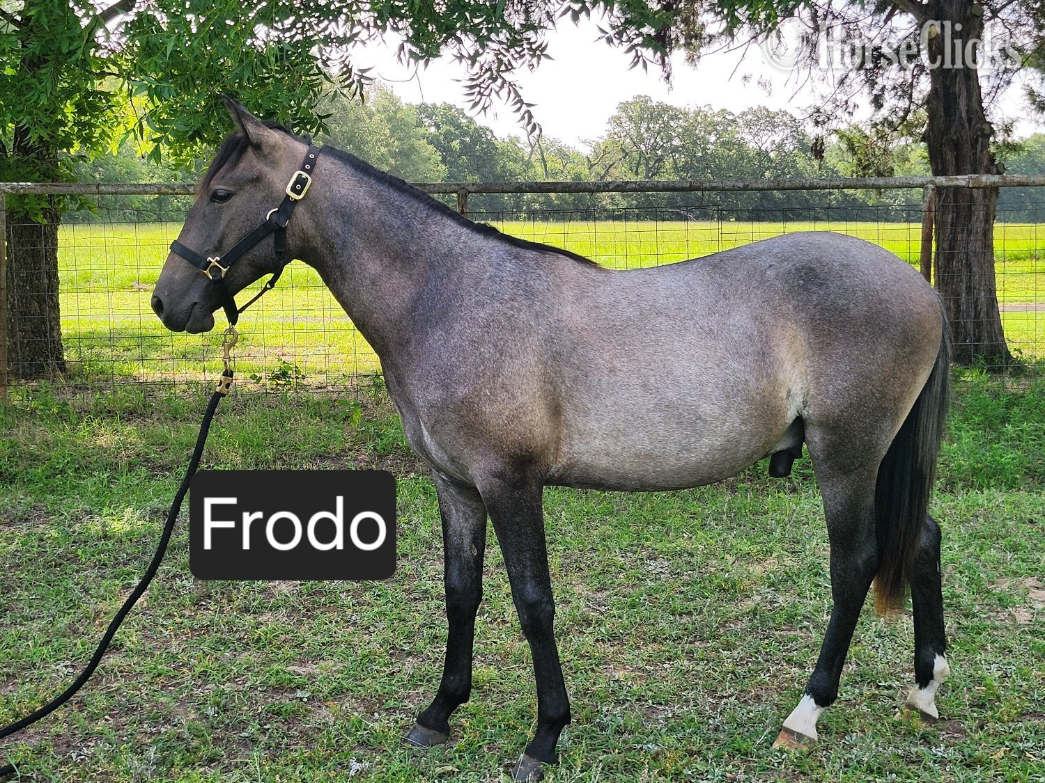 "El Hobbito MG" Grey Colt Paso Fino