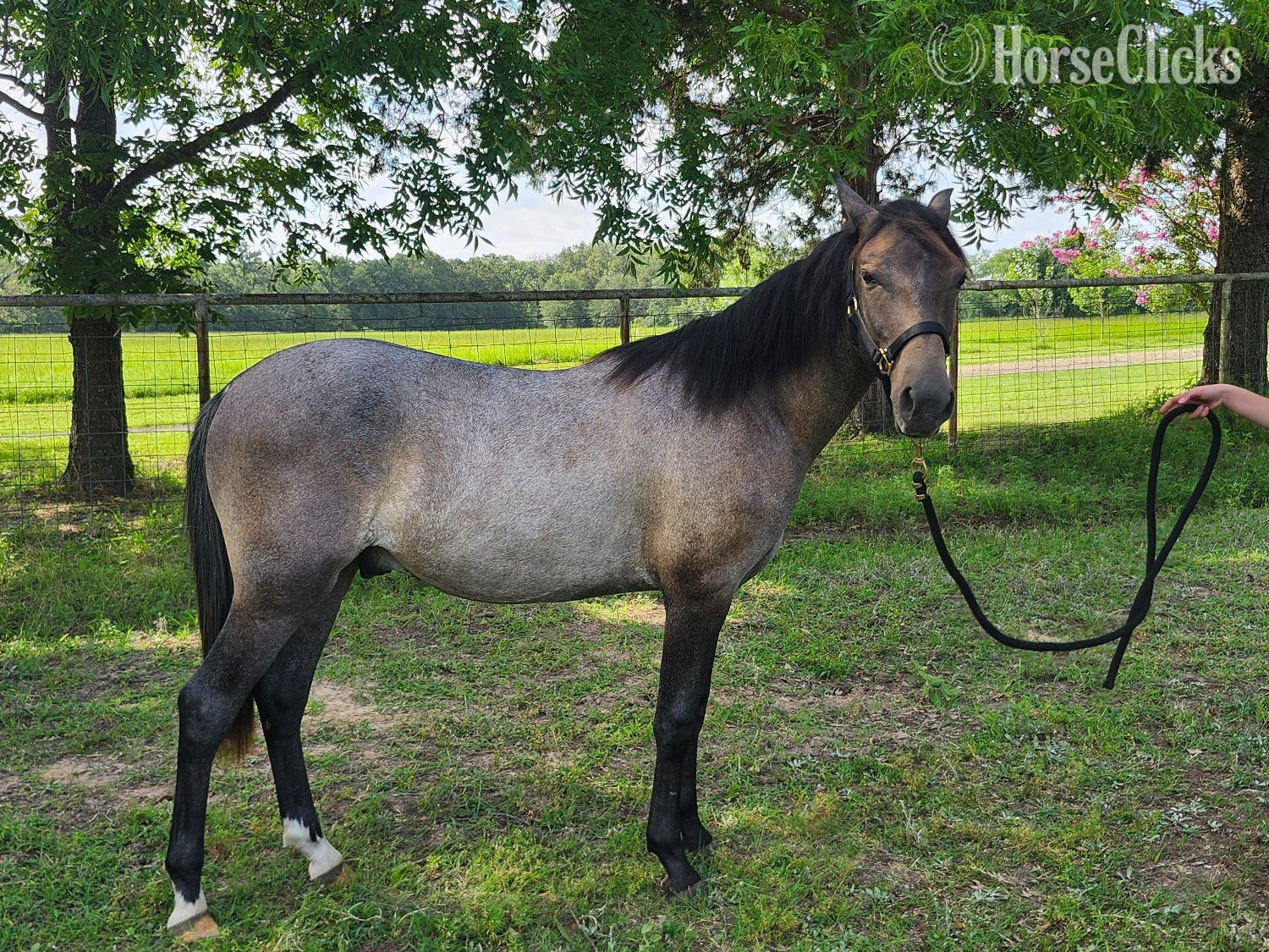 Texas "El Hobbito MG" Grey Colt Paso Fino
