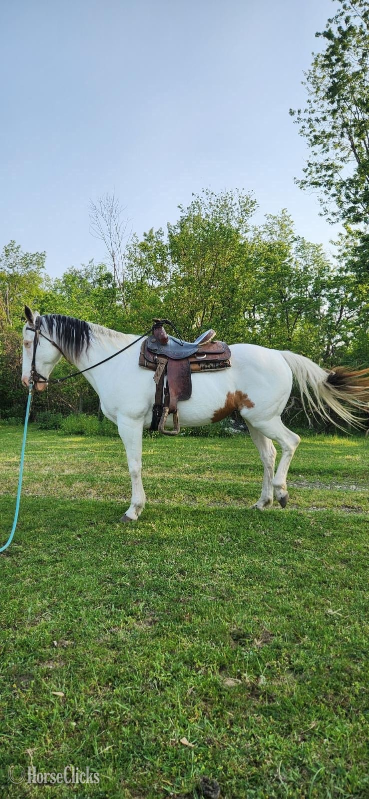 "Cloud " White Mare Quarter Horse in Illinois