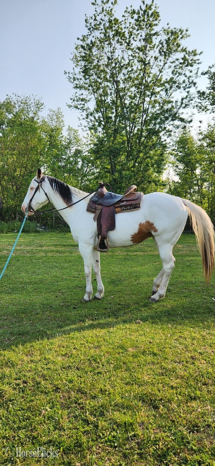 "Cloud " White Mare Quarter Horse