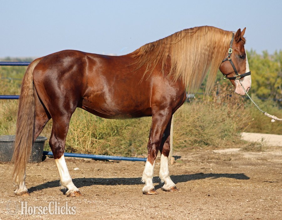 Chestnut 16.2hh Irish Draught Stallion