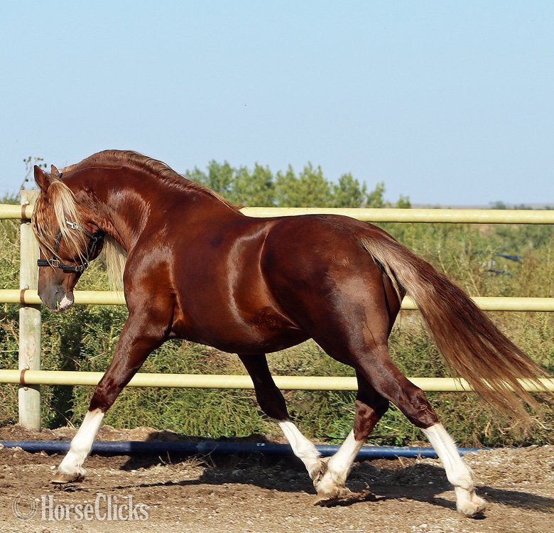South Dakota Chestnut 16.2hh Irish Draught Stallion