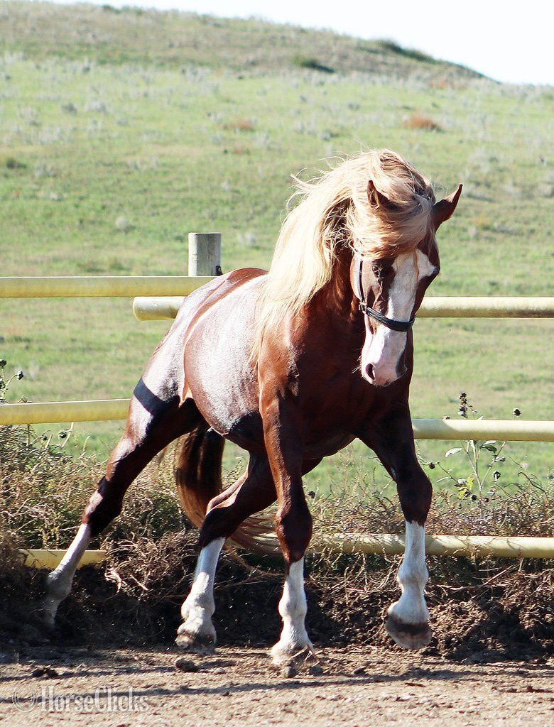 Chestnut 16.2hh Irish Draught Stallion - Irish Draught in South Dakota