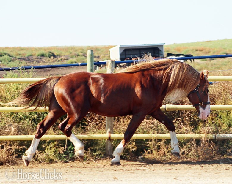 Chestnut 16.2hh Irish Draught Stallion - Irish Draught