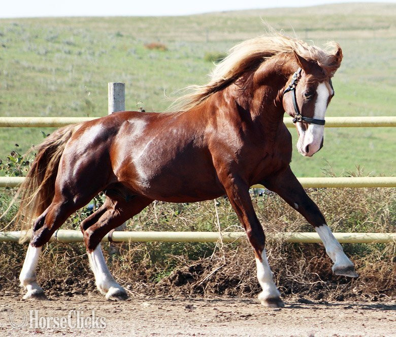 Chestnut 16.2hh Irish Draught Stallion in South Dakota