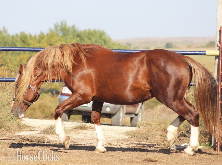 Chestnut 16.2hh Irish Draught Stallion South Dakota