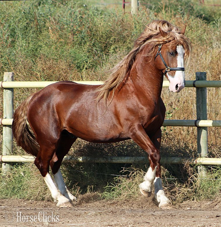 Irish Draught - Chestnut 16.2hh Irish Draught Stallion in South Dakota