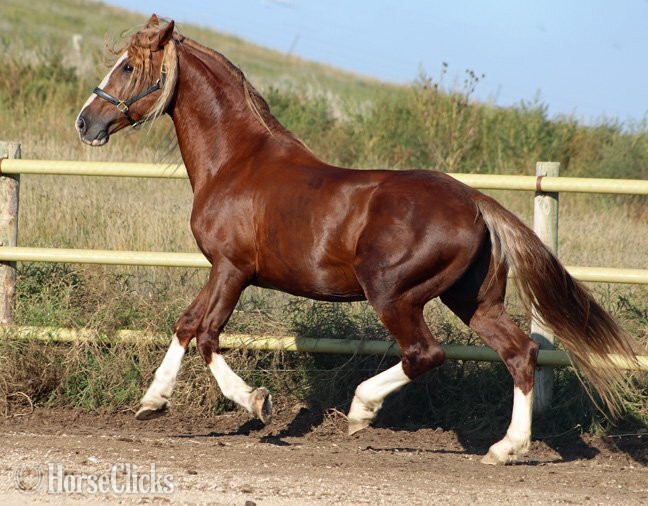 Irish Draught - Chestnut 16.2hh Irish Draught Stallion