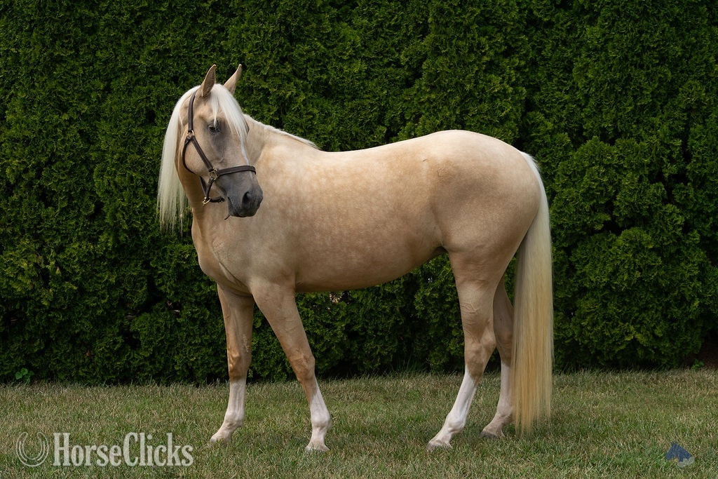 "Honey (aka Coastal Belle)" Palomino Mare Warmblood in Maryland