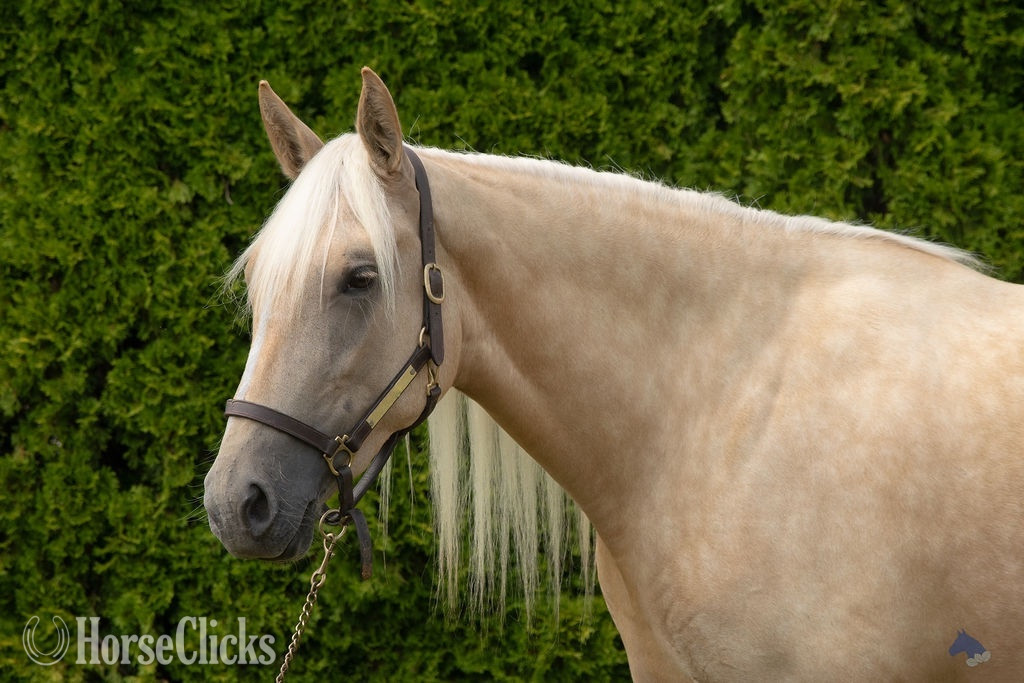 "Honey (aka Coastal Belle)" Palomino Mare Warmblood
