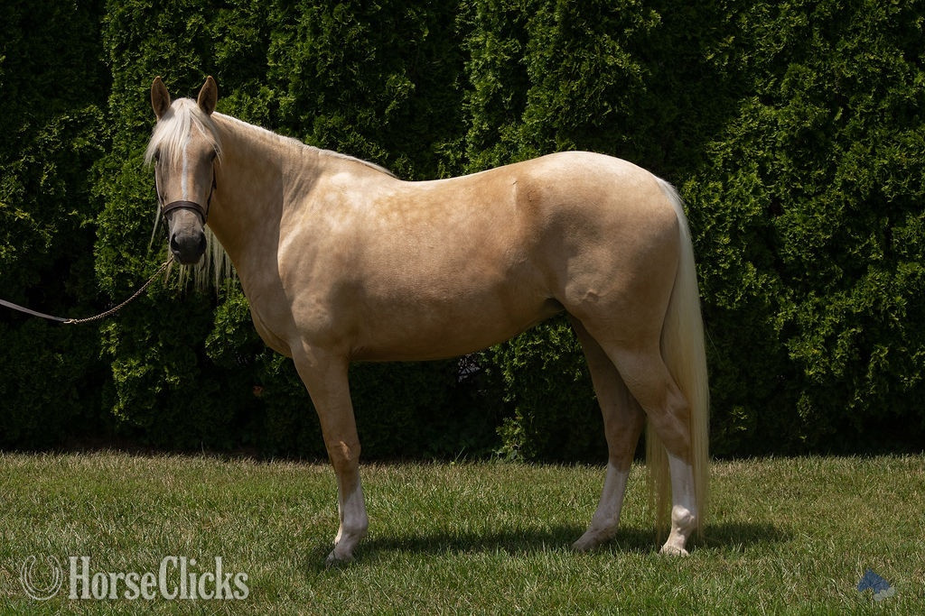 Maryland "Honey (aka Coastal Belle)" Palomino Mare Warmblood