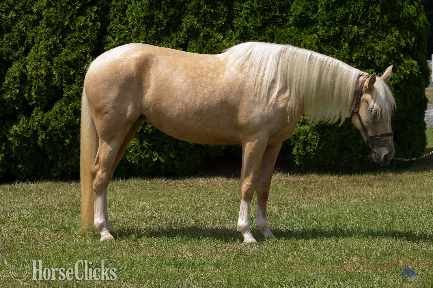 "Honey (aka Coastal Belle)" Palomino Mare Warmblood - Warmblood in Maryland