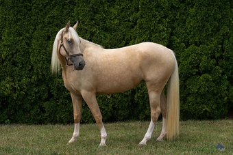 "Honey (aka Coastal Belle)" Palomino Mare Warmblood