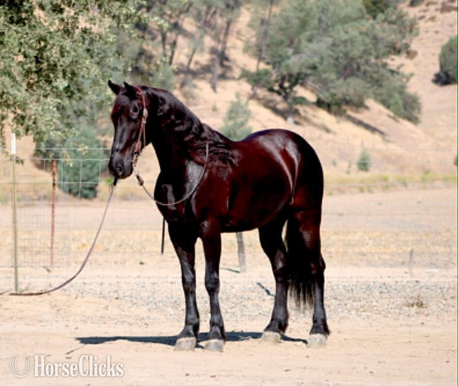 "ALIBABA" Black Gelding Friesian in California