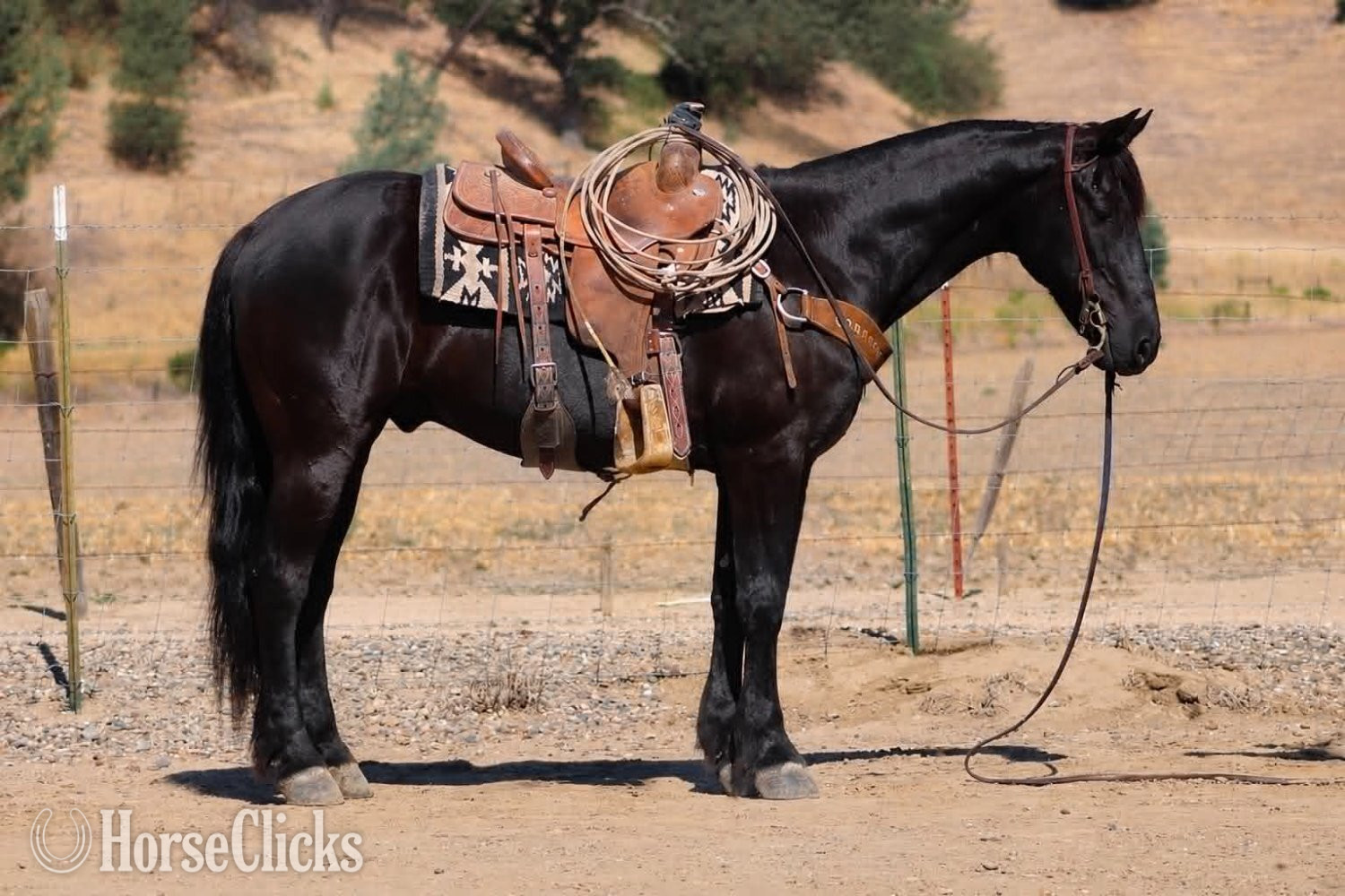 "ALIBABA" Black Gelding Friesian