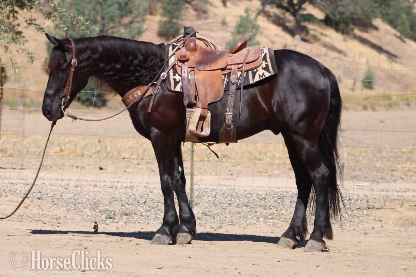 Friesian - "ALIBABA" Black Gelding Friesian in California