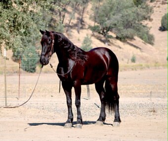 "ALIBABA" Black Gelding Friesian