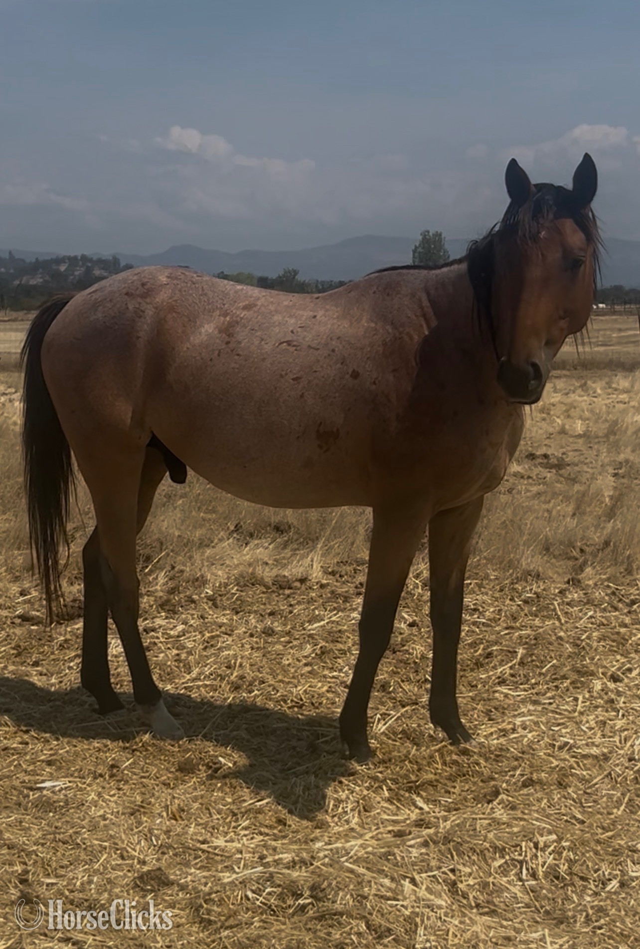"BE Rusty Reed " Bay Roan Gelding Appendix in Oregon