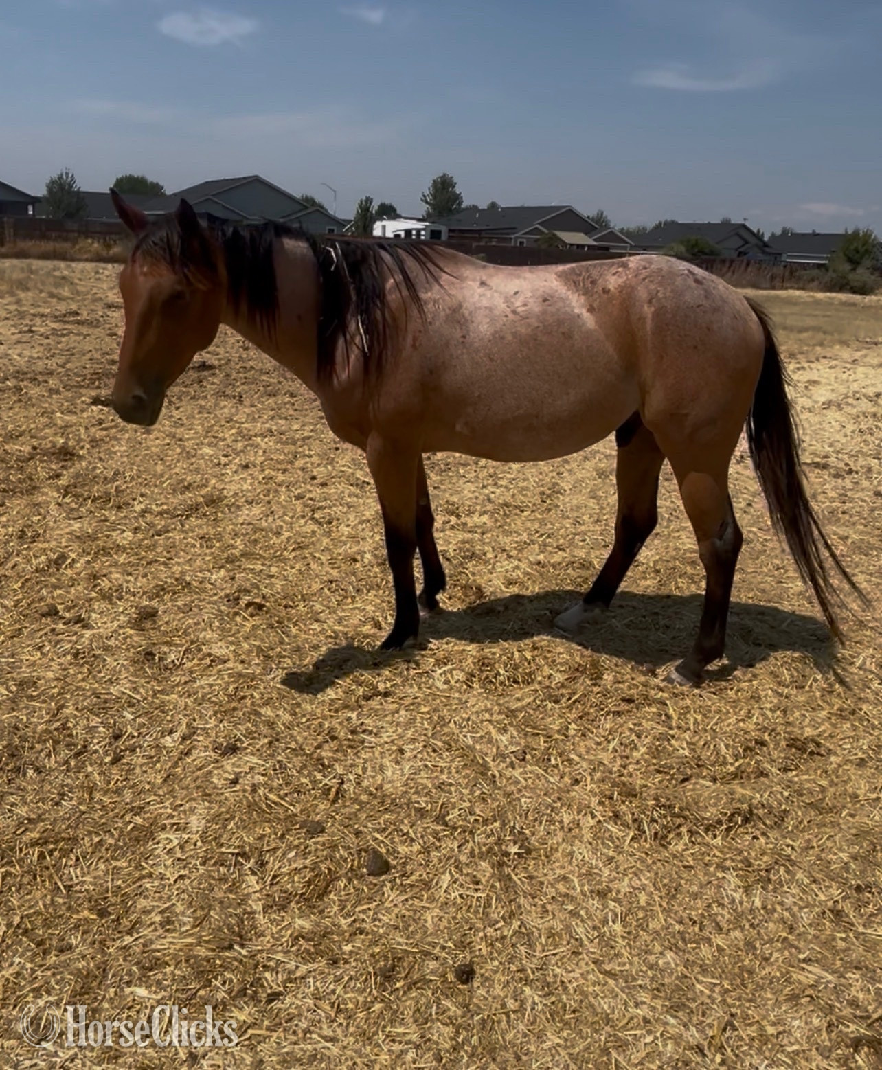 "BE Rusty Reed " Bay Roan Gelding Appendix