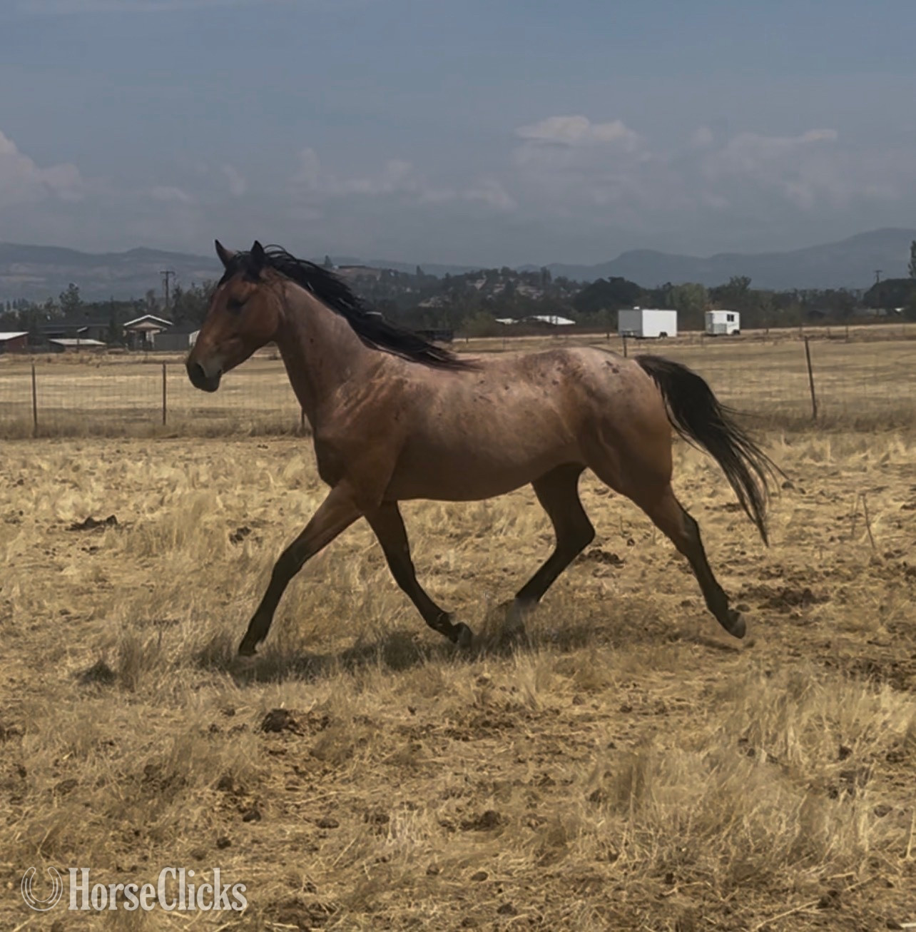 Oregon "BE Rusty Reed " Bay Roan Gelding Appendix