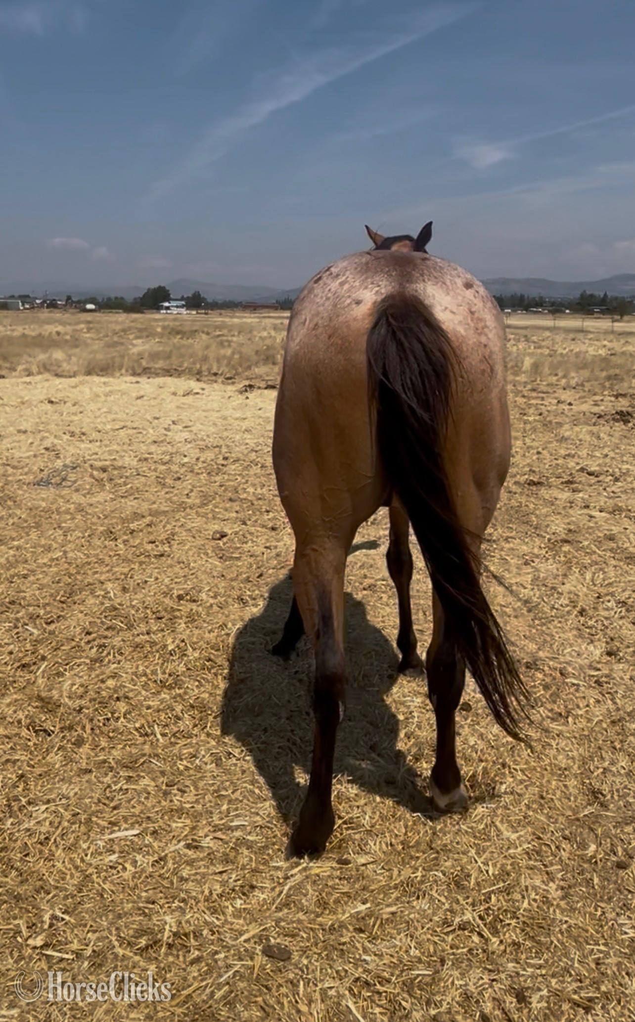"BE Rusty Reed " Bay Roan Gelding Appendix - Appendix in Oregon