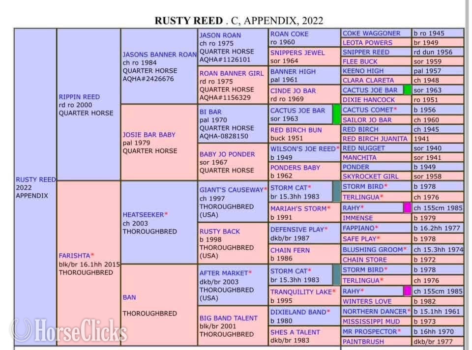 "BE Rusty Reed " Bay Roan Gelding Appendix - Appendix