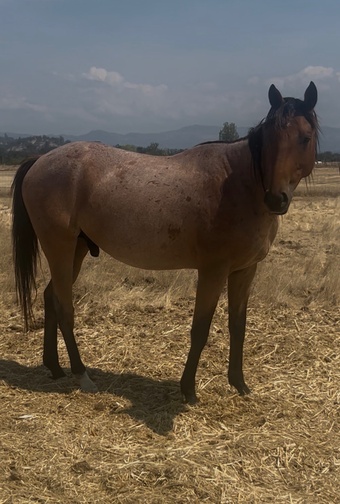 "BE Rusty Reed " Bay Roan Gelding Appendix