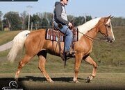 "Penny" Palomino Mare Tennessee Walker