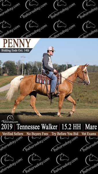 "Penny" Palomino Mare Tennessee Walker