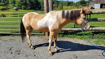 Buckskin Horses Horses for Lease in Massachusetts| HorseClicks