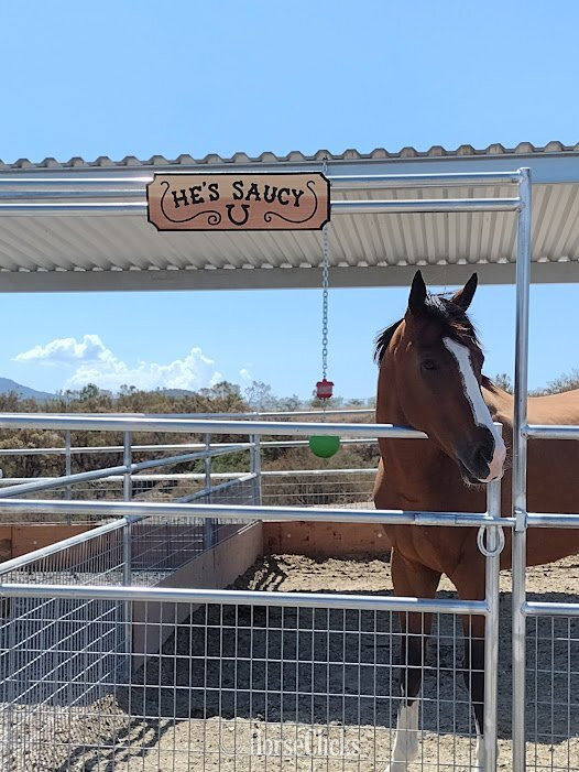 "" Bay Gelding Thoroughbred in California